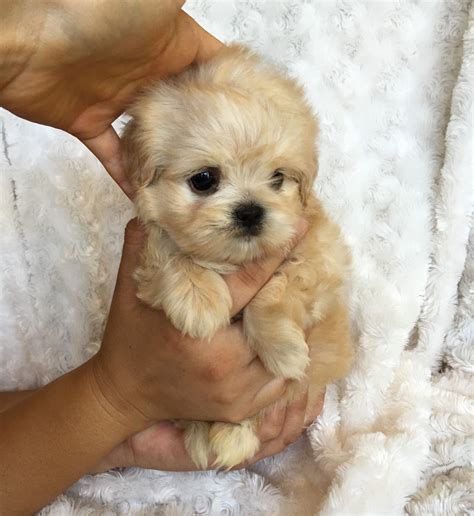 Puppies are being bought up in our kitchen, next to the aga. Teacup maltipoo puppy for sale California | iHeartTeacups