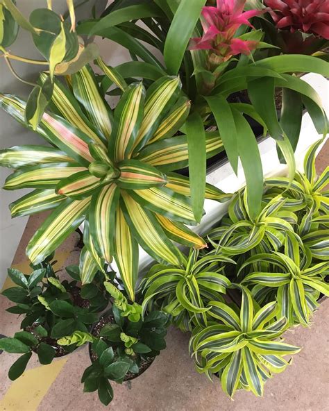 Vibrant Foliage Potted Plants Indoor Plants Tropical Plants