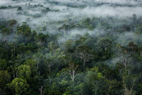 101 Gambar Hutan Yang Ada Di Indonesia Hd Gambar Pixabay