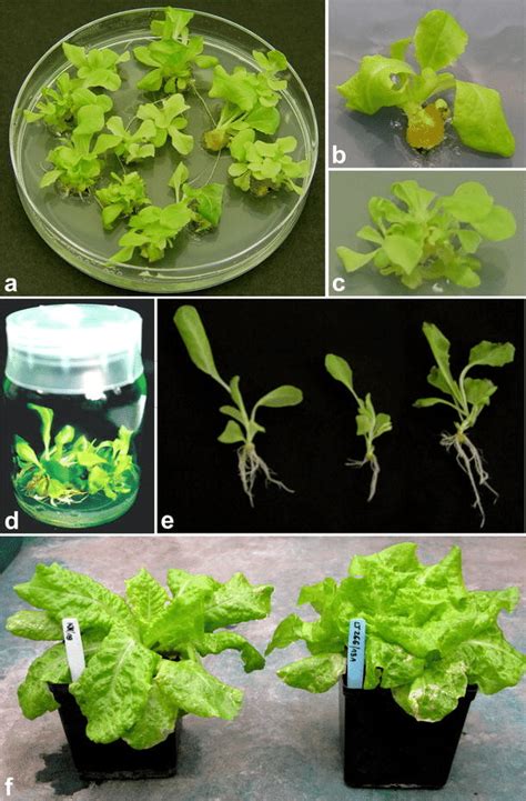 The Course Of Lettuce Micropropagation A Plantlet Multiplication In