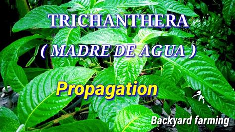 Trichanthera O Madre De Agua Propagation Youtube