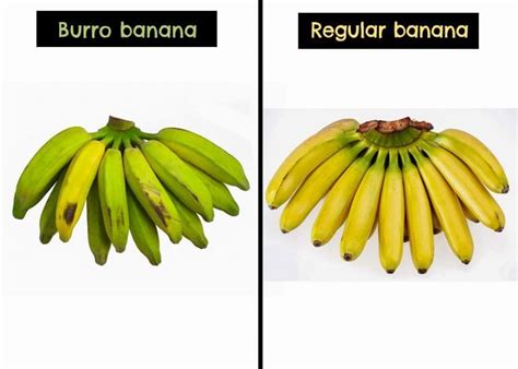 What Are Burro Bananas 101 Facts You Need To Know Alkaline Vegan Lounge