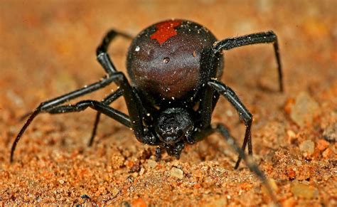 Australian Red Back Spider By Stratus Jungledragon Spider