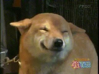 See, rate and share the best happy face memes, gifs and funny pics. Happydog - Reaction GIFs