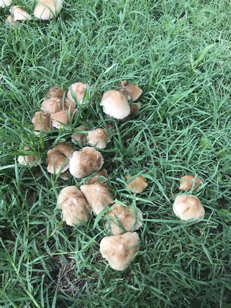 Can These Mushrooms That Have Sprouted Up Today In My Backyard Be