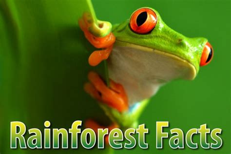 Rainforest Facts For Kids The Ultimate Guide