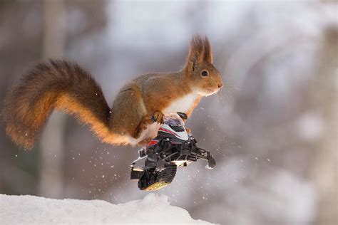 Red Squirrel Riding Snowmobile Photograph By Geert Weggen Fine Art America