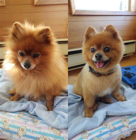 Pomeranian Haircut Before And After