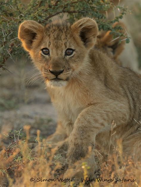 Wild Wings Safaris Lion Cub 001 Africa Geographic