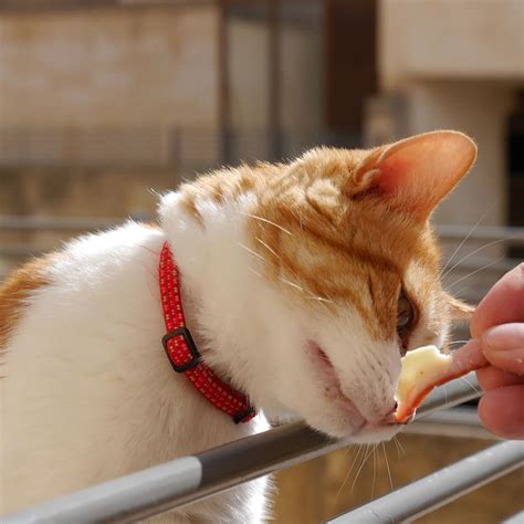Cats can be addicted to tuna, whether it's packed for cats or for humans. Can cats eat fish? - Important Information to Know for Cat ...