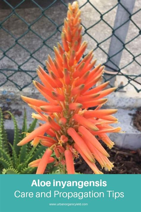 Riesige auswahl an produkte finden sie in unserer auswahl beim product shopper. Aloe inyangensis Care And Propagation Information | Aloe ...