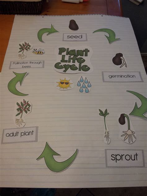 Plant Life Cycle Lesson Plan For Kindergarten