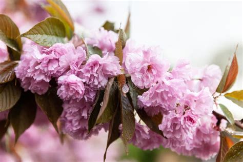 Sakura Cherry Blossom Branch Stock Photo Image Of Detail Japanese