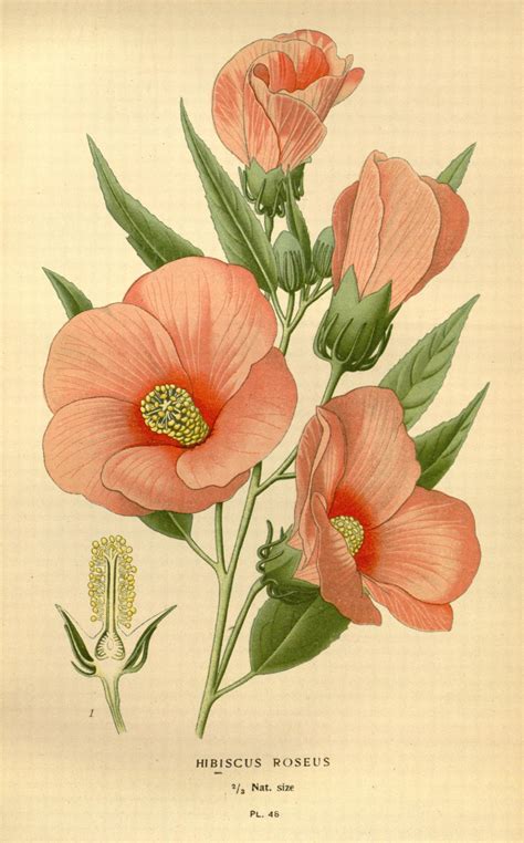 Hibiscus London And New York Frederick Warne Co1896 97 Flower