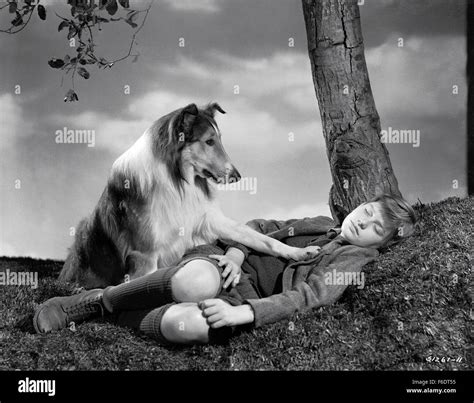 Released Dec 07 1943 Original Film Title Lassie Come Home Pictured Roddy Mcdowall Lassie