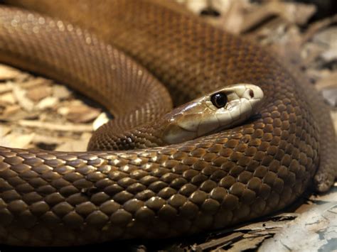 Zum glück wohnt diese schlange ganz weit weg, nämlich in australien. Things That Happen When You Dream About Snakes| Is There ...