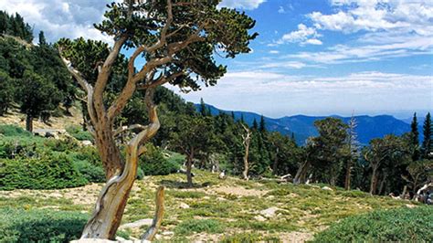 Photographing A Bristlecone Pine