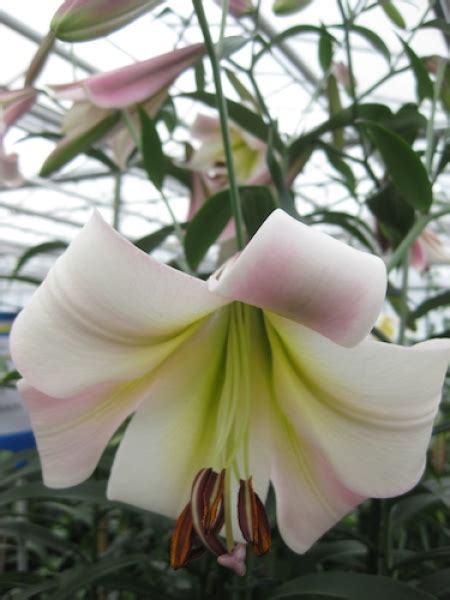 Lilium Eastern Moon Trumpet X Lonlorum Lilies Buy Lily Bulbs