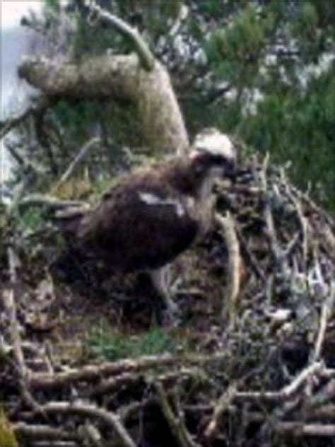 Oldest Breeding Osprey Lays 62nd Egg At Loch Of The Lowes Bbc News