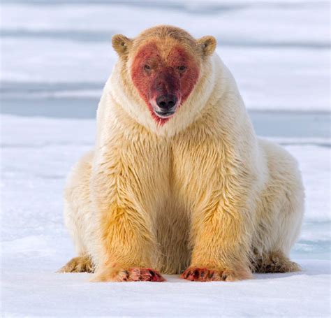 A Very Happy Polar Bear Rnatureismetal