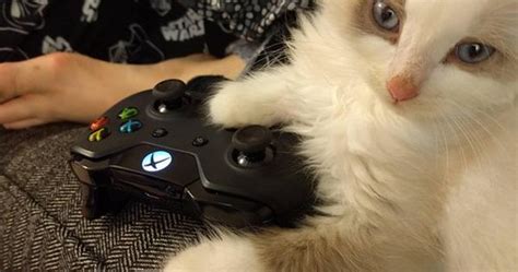 Xbox Cat Via Ifttt29kelz0 Xbox Cat Xbox Cat C Flickr