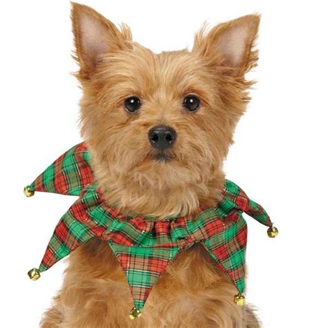See more ideas about christmas cats, christmas animals, cats. Christmas Dog Tartan Collar Jester Bell Pet Puppy Cat ...