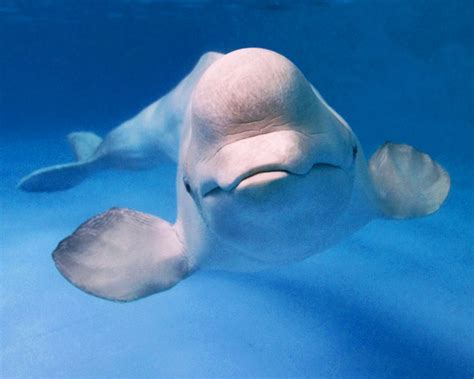 16 Beluga Whale Facts For Kids To Spark Their Curiosity Facts For Kids