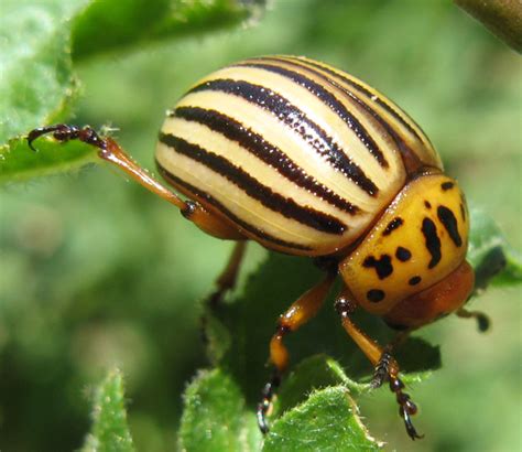 Colorado Potato Beetle Whats That Bug