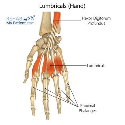 Lumbricals Hand Rehab My Patient