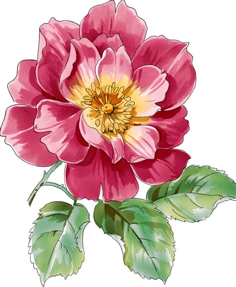 Watercolor Peonies Peonies Peony Floral Png And Psd File For Free Images