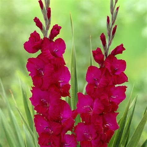 Since most summer flowering plants like the heat, most of them only they come in a range of colours and work well in containers or as cut flowers. Gladiolus bulbs (corms)Plum Tart,Summer flowering ...