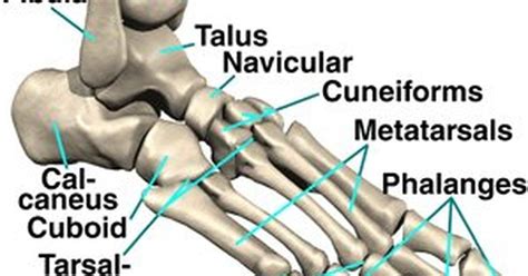 Cuántos Huesos Hay En Nuestro Pie El Pie Humano No Sólo Debe Soportar