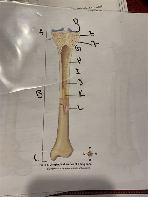Labeled diagram of an osteon. Long Bone Labeled Diagram Quizlet / Chapter 5 Test ...