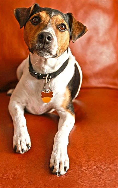 To upload and share games from gog.com. Five Small Dog Breeds That Are Highly Intelligent - Dog Vills