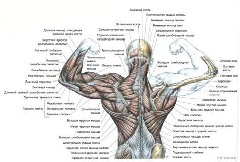 Спина АНАТОМИЯ МЫШЦ СПИНЫ Анатомия Мышцы спины Мышцы