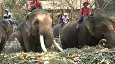Inspirasi Spesial Makanan Gajah Contoh Hewan