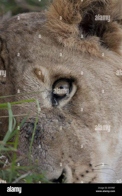 African Lions Close Hi Res Stock Photography And Images Alamy