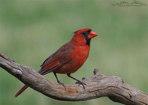 Male Northern Cardinal Images On The Wing Photography