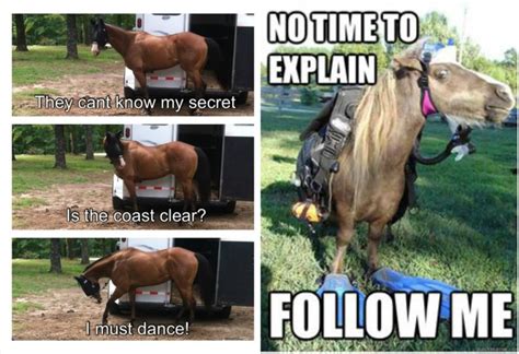 31 Most Funniest Horse Meme S Pictures And Images Picsmine