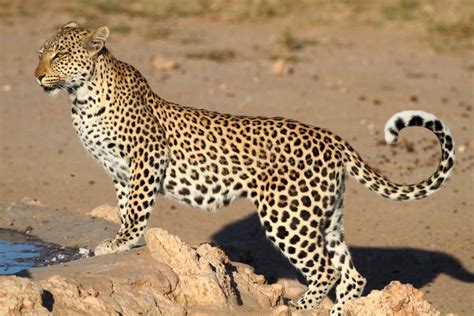 Leopard Big Spotted Cat Standing Stock Photo Image Of Pardus