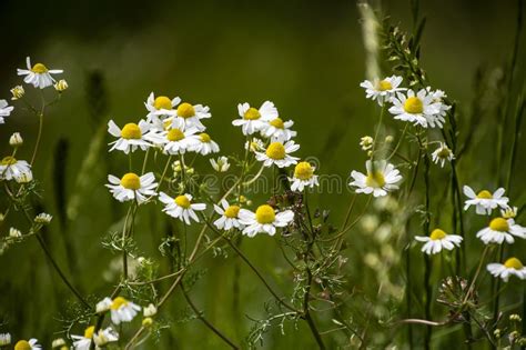 Chamomile Flowers On Meadow In Summer Selective Focus Blur Beautiful