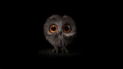 Pinfeather Fluffy Owl 4k Wallpaperhd Birds Wallpapers4k Wallpapers
