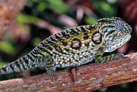 Carpet Chameleon 101 Care Diet Lifespan Size And More
