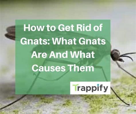 How To Get Rid Of Gnats What Causes Them Trappify