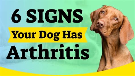 6 Signs Your Dog Has Arthritis Arthritis In Dogs Youtube