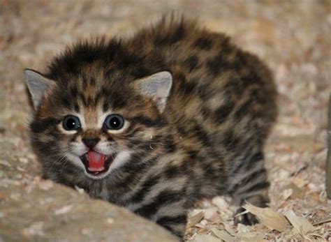 Black Footed Cat Zooborns