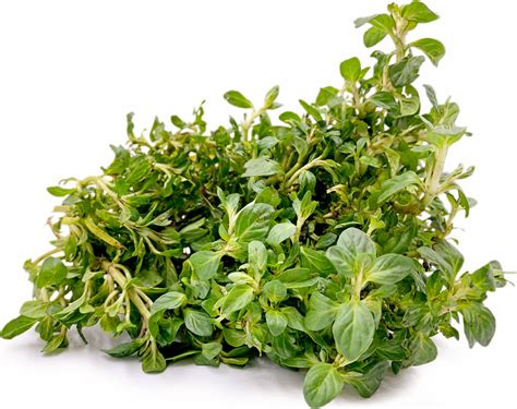 Muña Mint Information Recipes And Facts