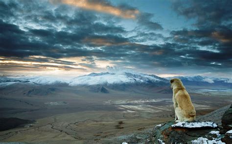 Nature Landscape Dog Mountains Himalayas Animals Looking Into The