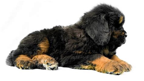 Tibetan Mastiff Puppy For Sale 919417730301 Hkktms Youtube