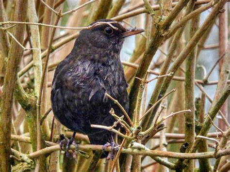 Blackbird Female © David Dixon Geograph Britain And Ireland